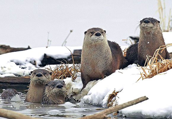  You might see curious river otters like these at Missouri’s Squaw Creek National Wildlife Refuge, about 90 miles north of Kansas City, and at many other refuges. Credit: Kenny Bahr